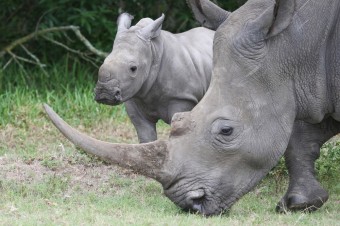 white-rhino