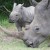 12 Interesting Facts You Probably Didn’t Know About Rhinoceroses