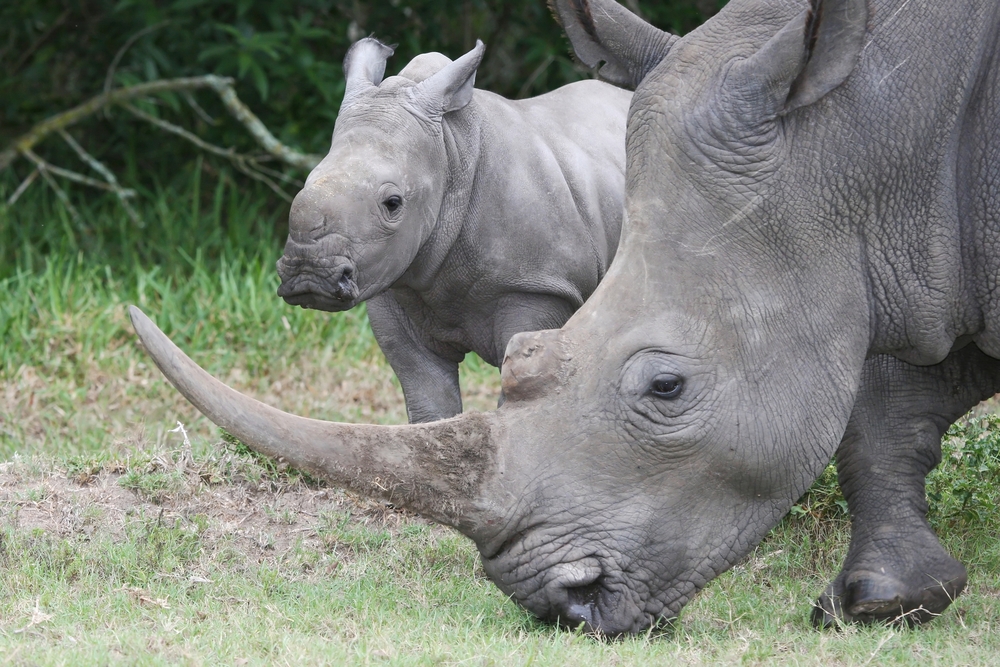 12 Interesting Facts You Probably Didn't Know About Rhinoceroses