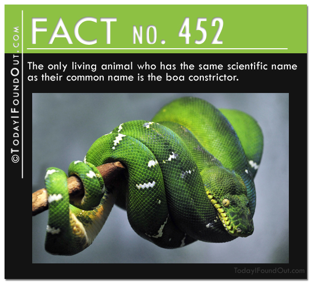 Boa constrictor fact