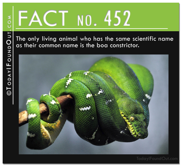 boa constrictor fact