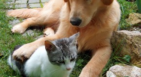 Dogs and Cats are Typically Right or Left Pawed