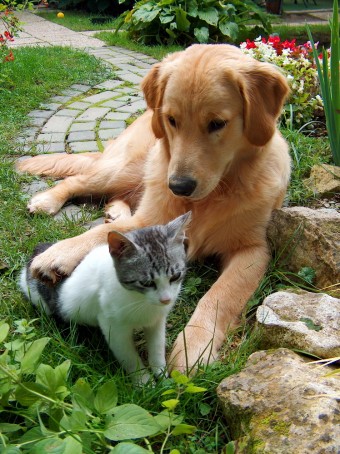 dog-cat