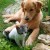 Dogs and Cats are Typically Right or Left Pawed