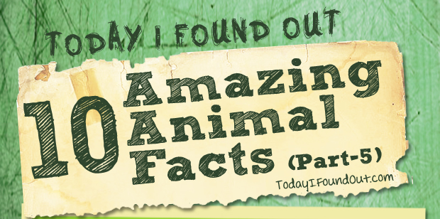 10 Amazing Animal Facts (Part-5)