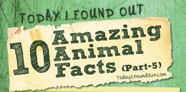 10 Amazing Animal Facts (Part-5) 10 Amazing Animal Facts (Part-5)