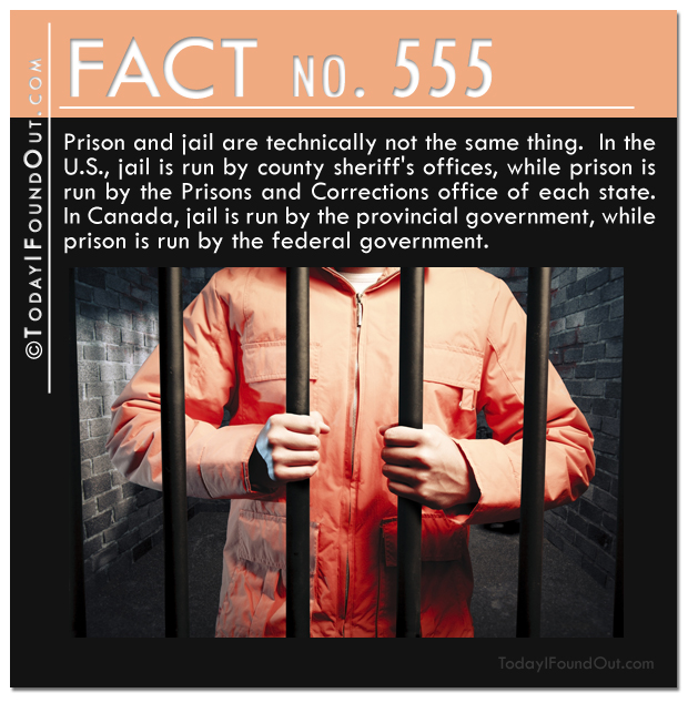 TIFO Quick Fact 555
