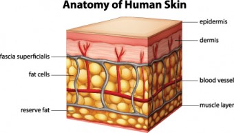 anatomy-of-skin