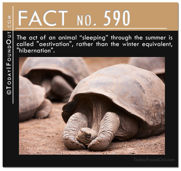 TIFO Quick Fact 590