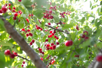 cherries