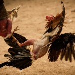 cockfight