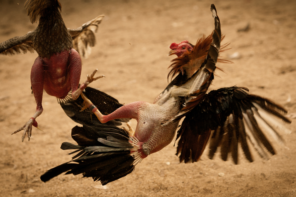 Cock Fighting 112