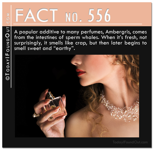 cologne-fact-2