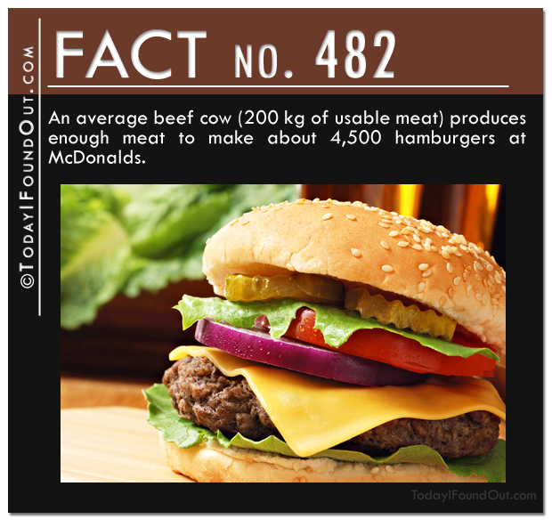 hamburger-fact