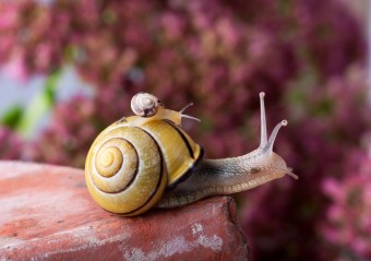 piggyback-snail