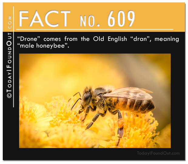TIFO Quick Fact 609