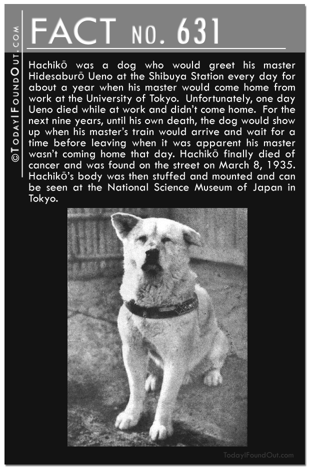 Hachiko the Dog