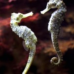 seahorse