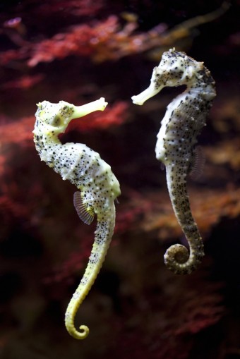 seahorse