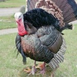 turkey-strut-e1288834018876