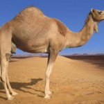 Copy-of-Arabian-Camel-800x600-e1278615061190