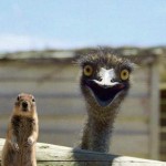 Happy_Ostrich_is_Happy-e1264421537422