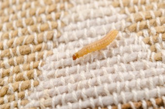 clothes-moth