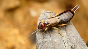 Do Earwigs Really Lay Eggs in Your Ears?