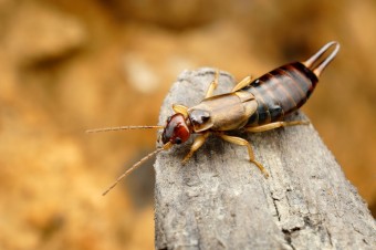 earwig