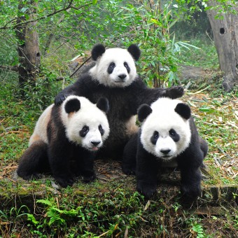 giant-panda