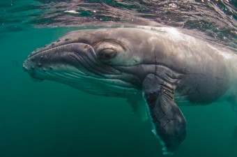 humpback-whale