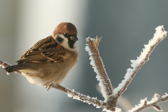 sparrow