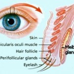 meibomian-glands-e1298542282825