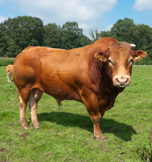 Where the Expression "Bust Your Balls" Comes From