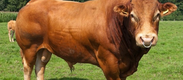 bull