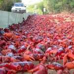 crabs