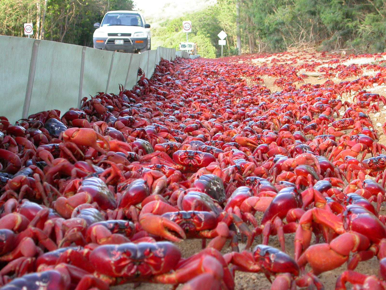 The March of the Christmas Island Red Crab