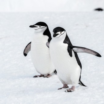 penguins