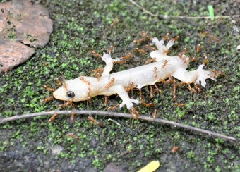 Yellow Ants loucos carregando uma Gecko mortos de volta para o seu ninho.