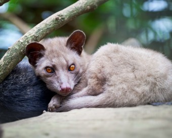 asian-palm-civet