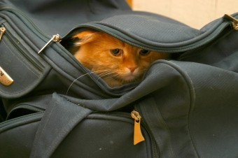 cat-bag