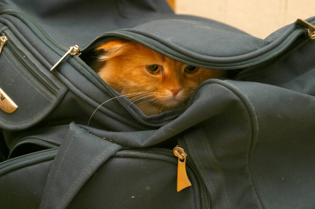 Where Did the Expression "Let the Cat Out of the Bag" Come From?
