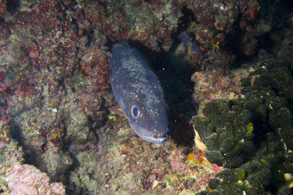 There Is Technically No Such Thing as an Electric Eel