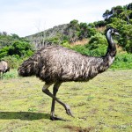 emu