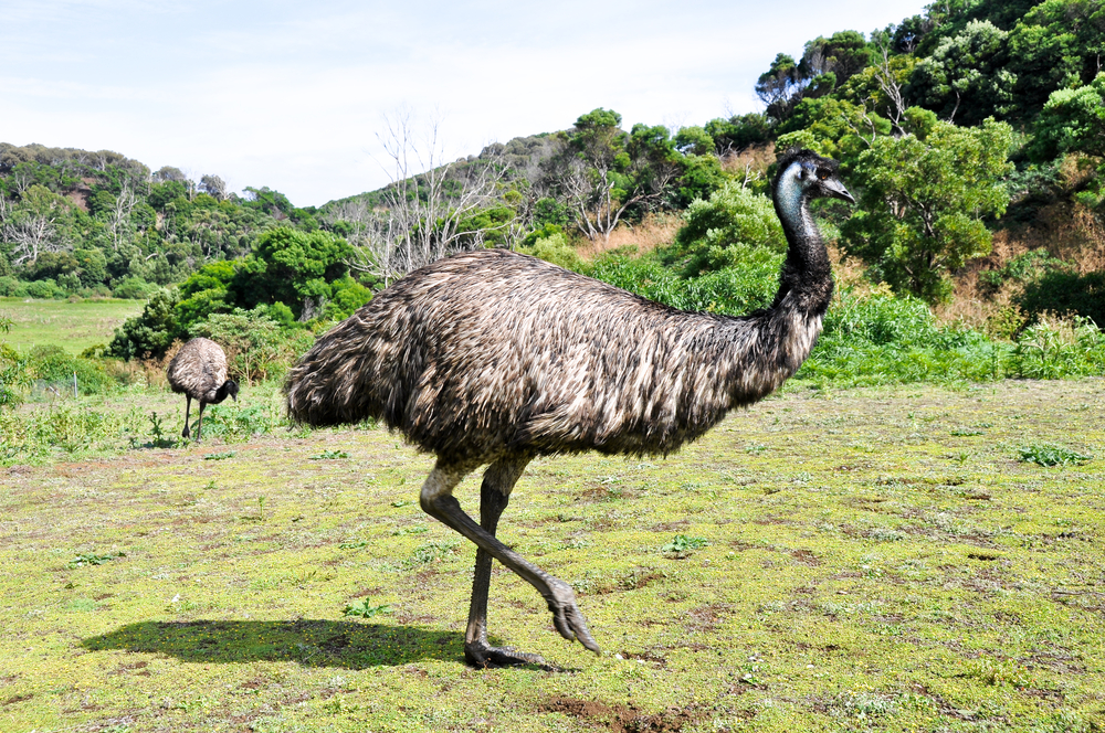 Emus vs. Humans: The Great War of