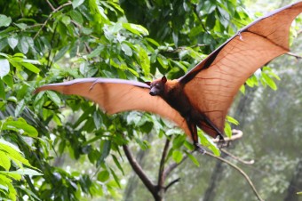 flying-bat