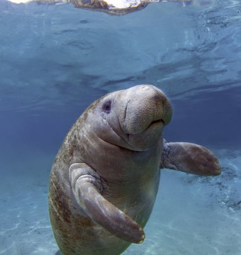 manatee