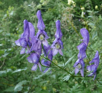 Aconitum