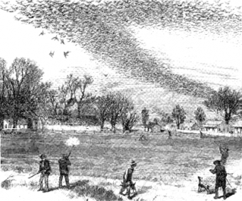 Passenger_pigeons