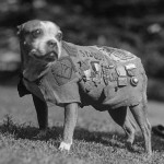 Sergeant-Stubby